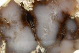 Polished Agate Replaced Wood Limb Cast - Nevada #373502-3